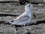 Ring-billed Gull 